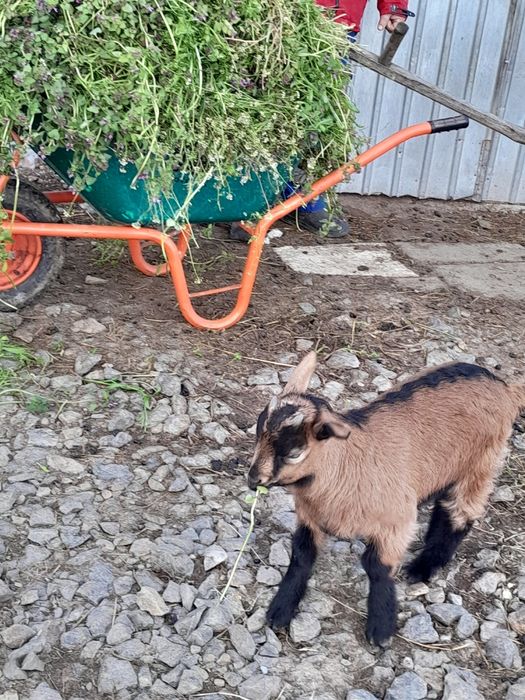 Vand iezi si un tap alpin francez