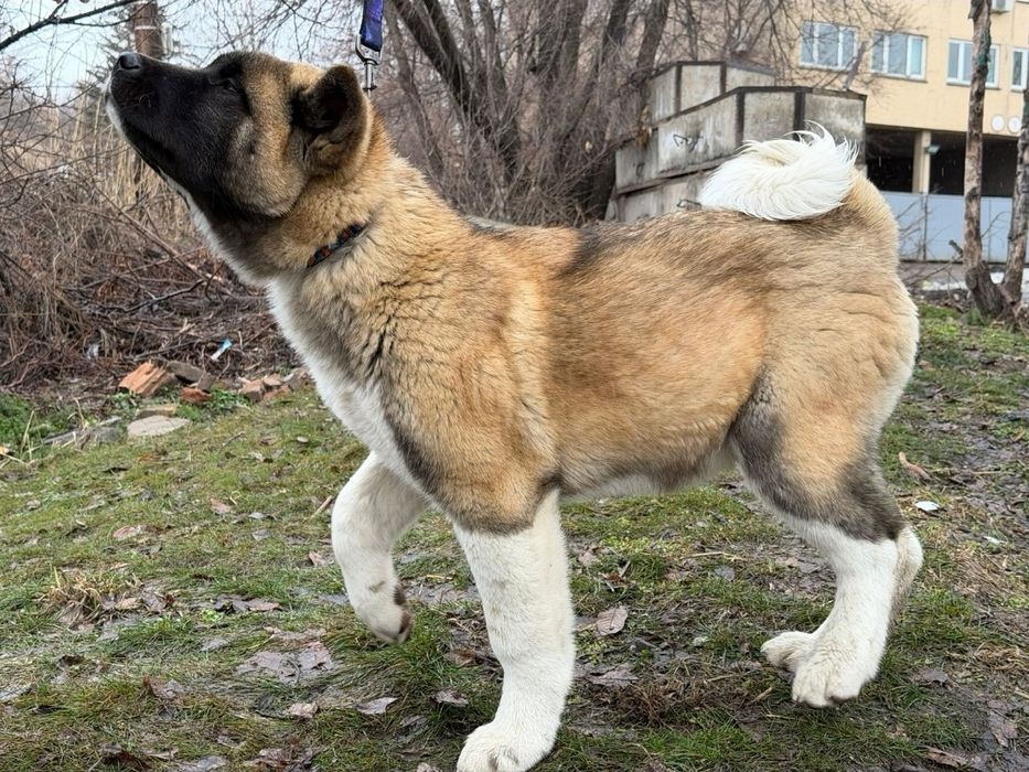 Американская акита