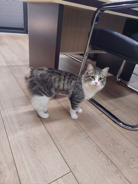 Котик мальчик кастрат