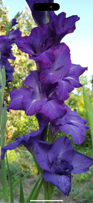 Bulbi de gladiole irisi crini narcise lalele bujori