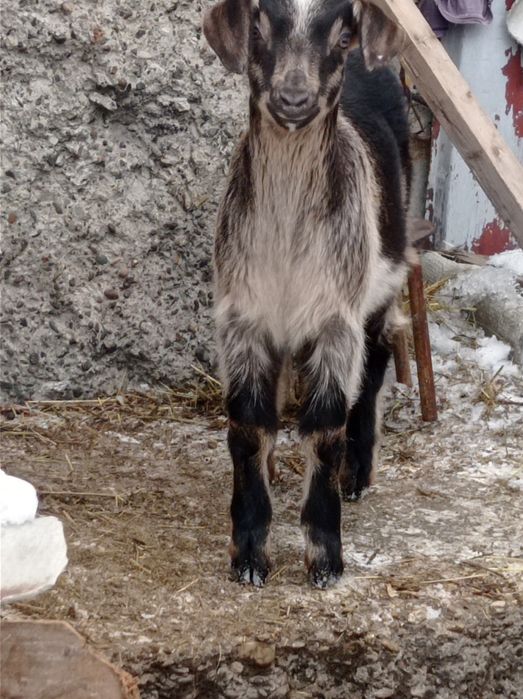 Продам козлёнка.