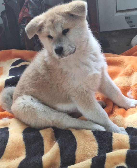 Catelusa Akita Inu