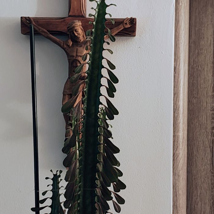 Vand cactus euphorbia trigona 2m