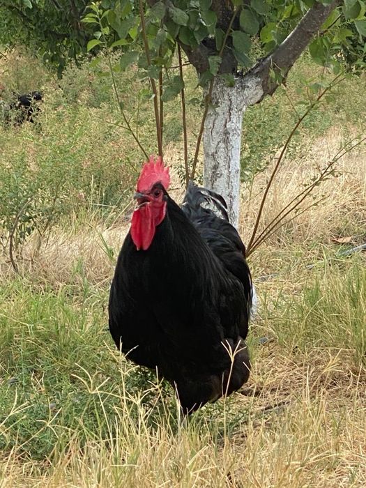 Jo’jalar Qora Jersi va Xanxyap Цыплята Чёрные Джерси и Ханхяп