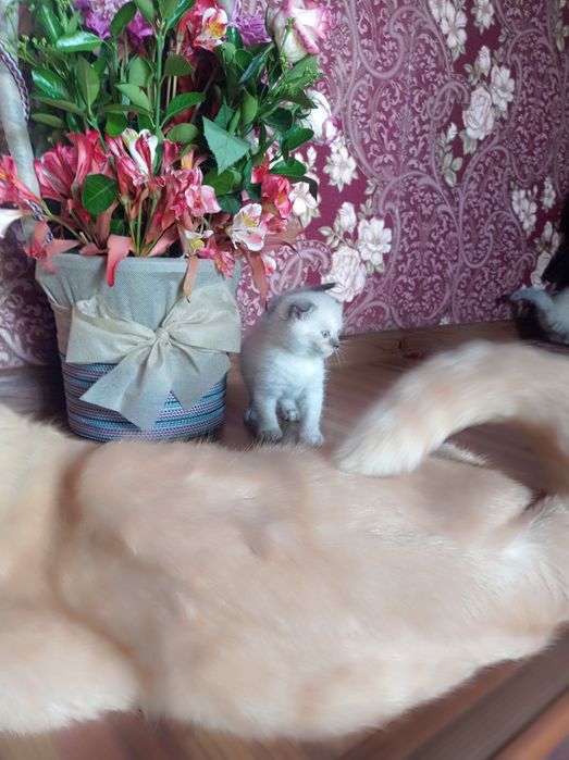 Продам породистых котят Мама:скотиф фолд Папа шотландский скотиш Страй