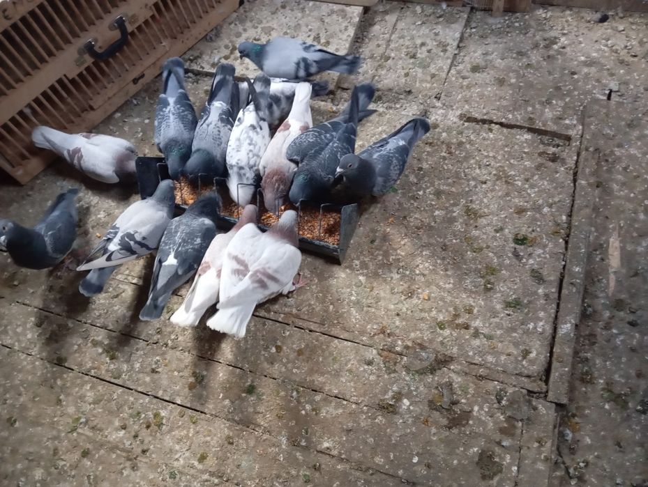 Vând porumbeii voiajori