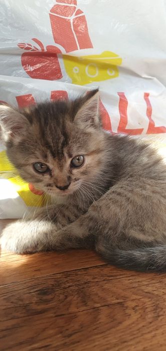 Отдам милых,игривых котят