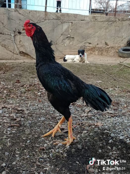 Дакан тулек сатылады