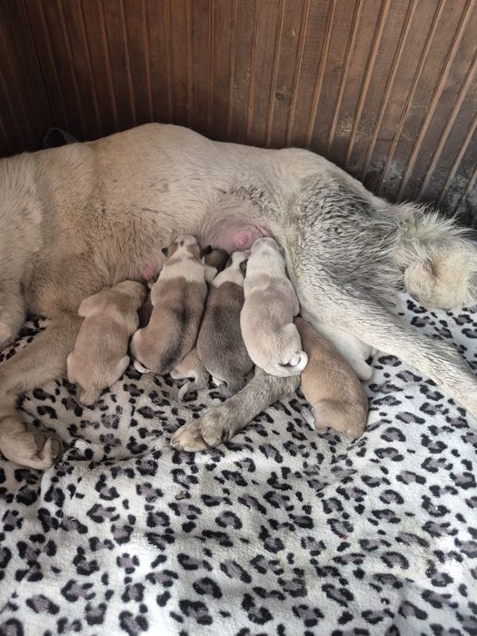 Бронь щенков заподно себирской