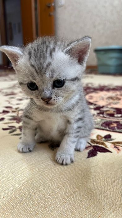 Котята Вислоухие