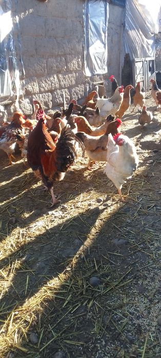 Продам молодых петухов