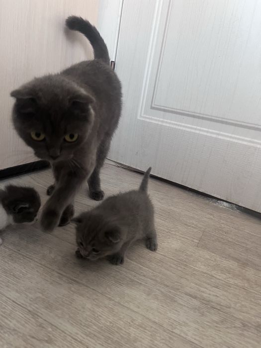 Продам котенка, мама чистокровка