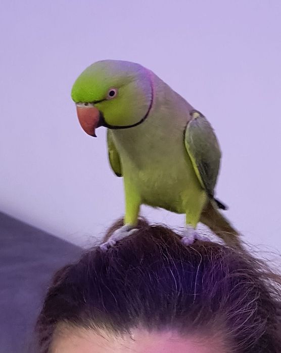 Papagal Micul Alexander