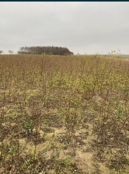 Puieti forestieri salcam frasin carpen stejar fag paltin mesteacan tei