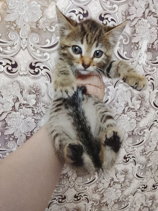 Отдам котенка мальчик 2 месяца