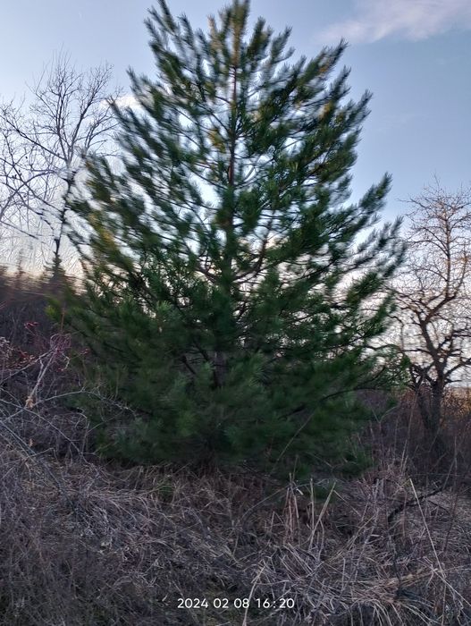 Предлагам вила в Враца врачански  лоза за бартер