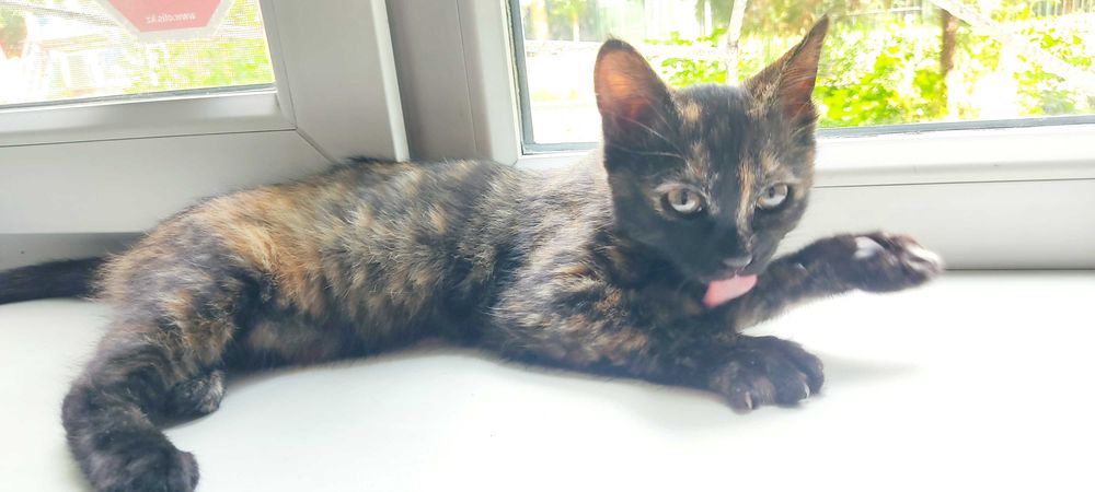 Черепаховая девочка