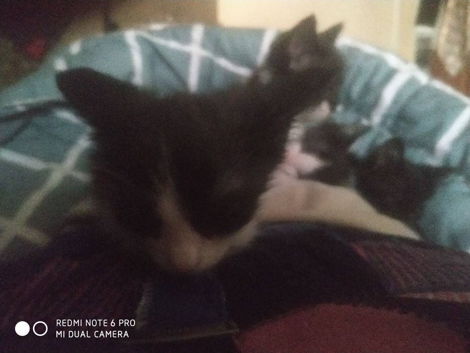 Котята. Отдаю. Мальчик и девочка.