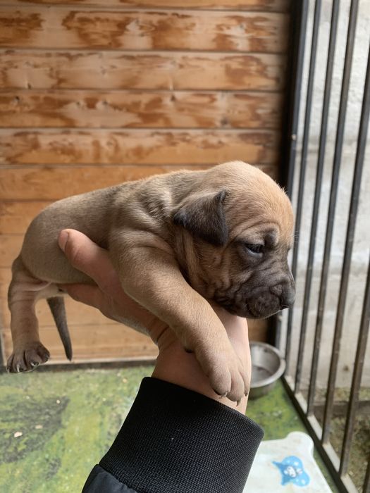 Питбультерьер с родословной