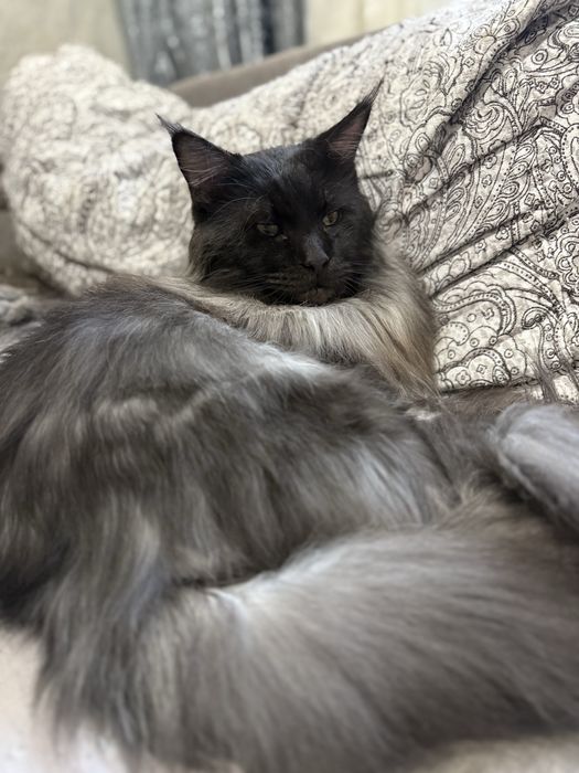 Кот породы Мейн кун. ВЯЗКА.