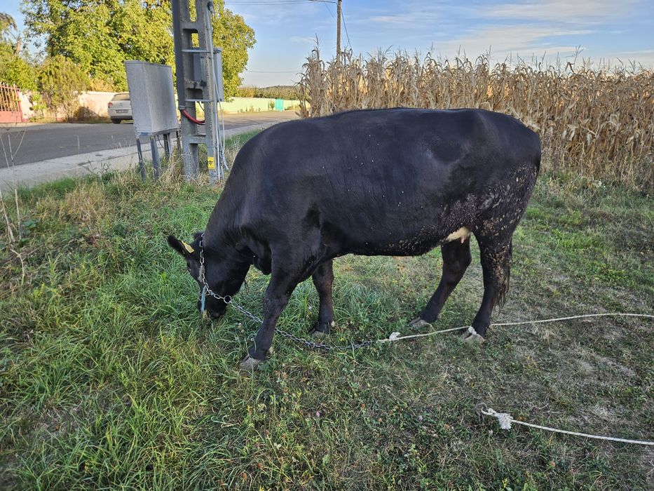 Vand 2 vaci tineret gestante Angus & Holstein