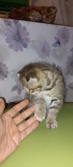 Породистые котята