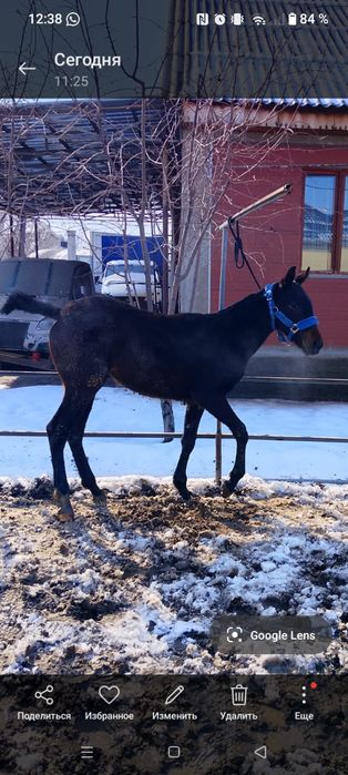 Продам жеребёнка кабылку