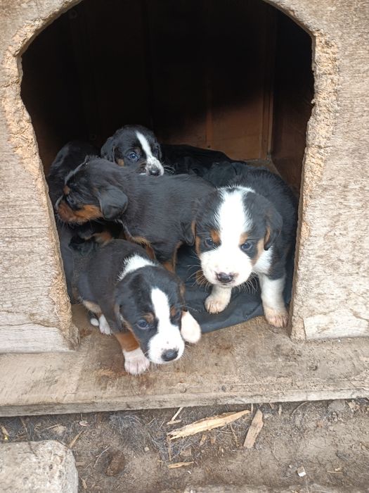 Подарявам пет броя малки кученца.