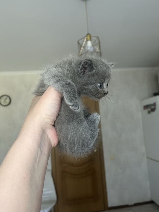 Котята шотландские