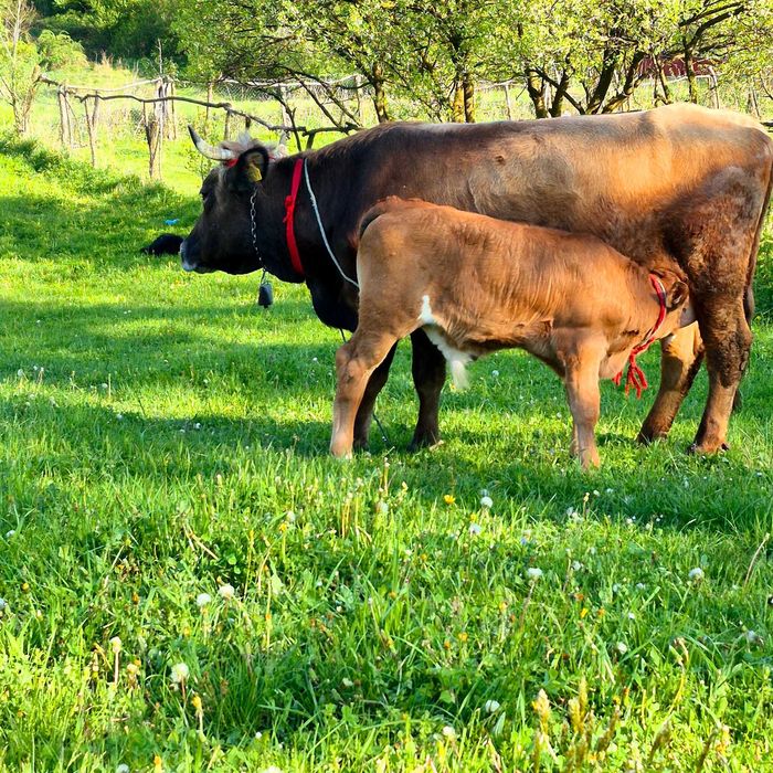 Vand vaca cu tauras angus