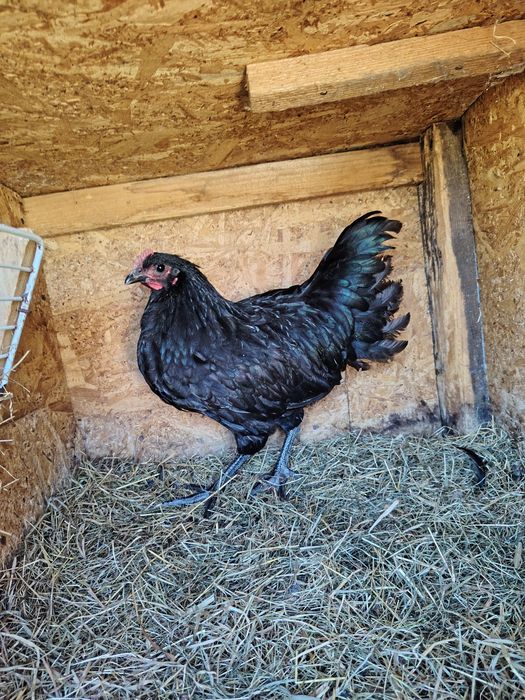 Cocoși australorp negru