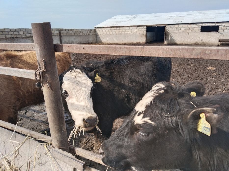 Коровы молодые с телятами