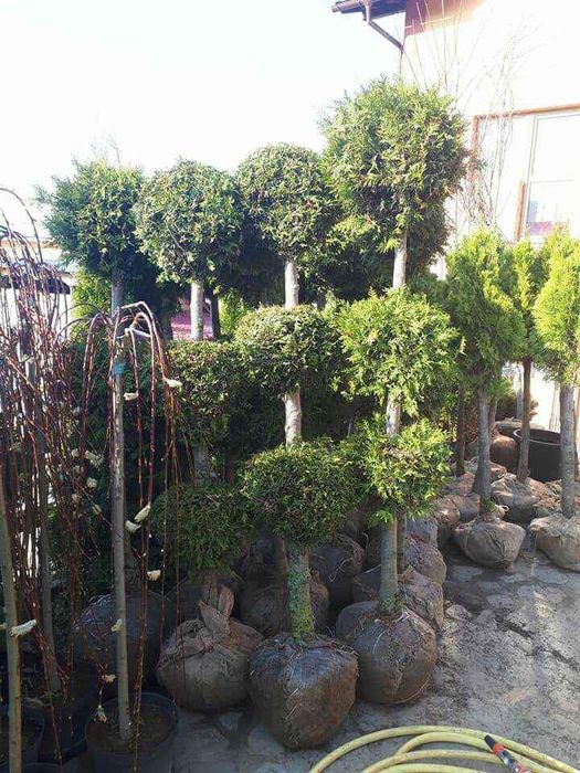 Tuia leylandi columnaris smarald gazon rulou