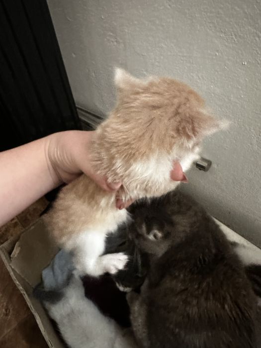 Бесплатно котята