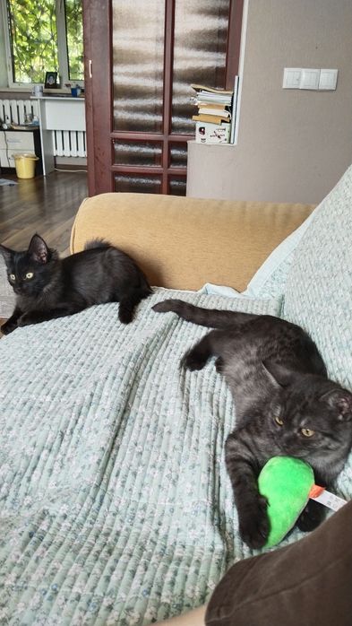 Передержка кошек