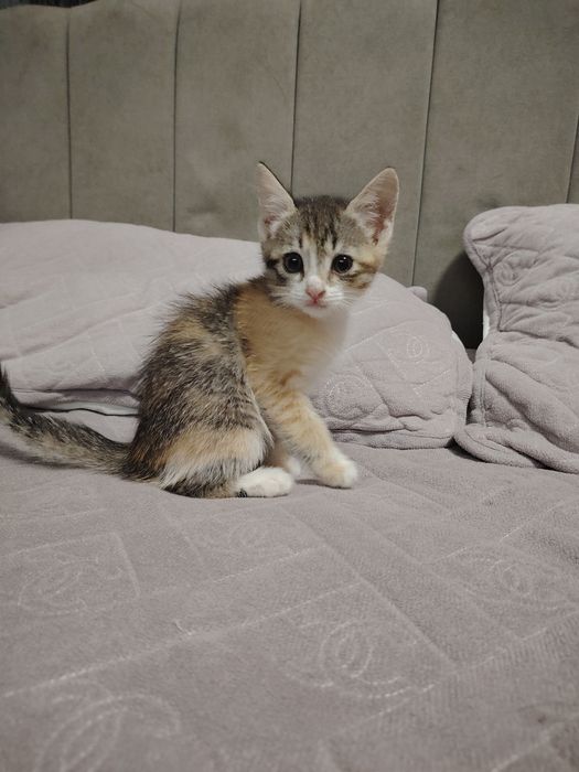 Отдам котят в хорошие руки