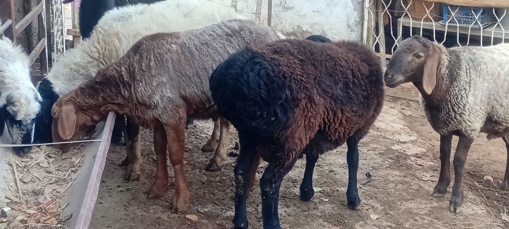 Кучкорлар сотилади