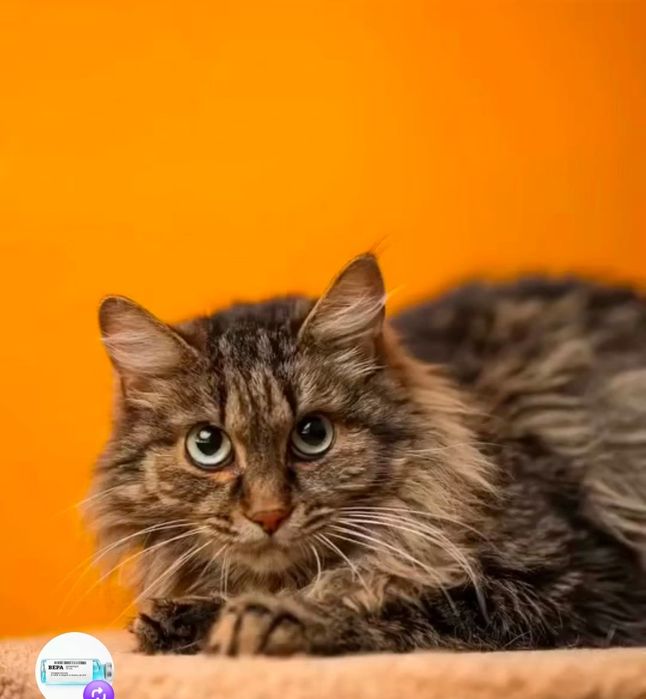 Срочно нужен дом!