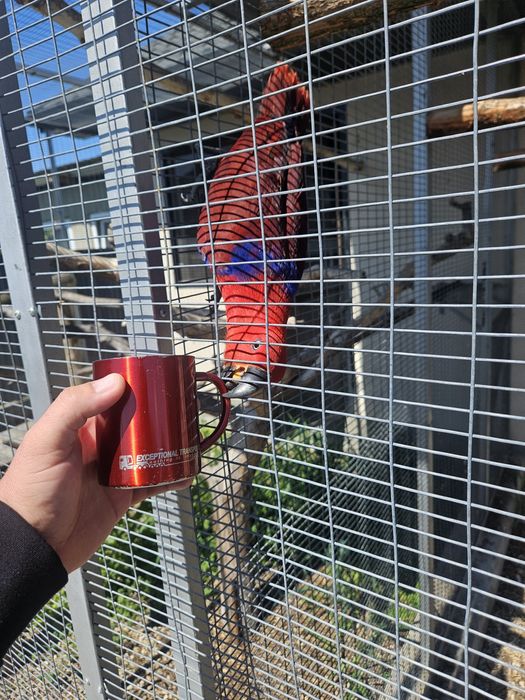 Eclectus pereche matura