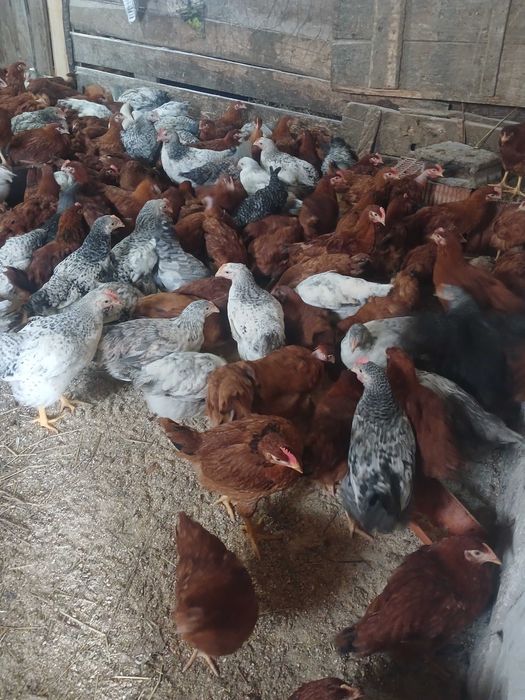 Vând pui rasă mixtă găini roșii outoare bibilici