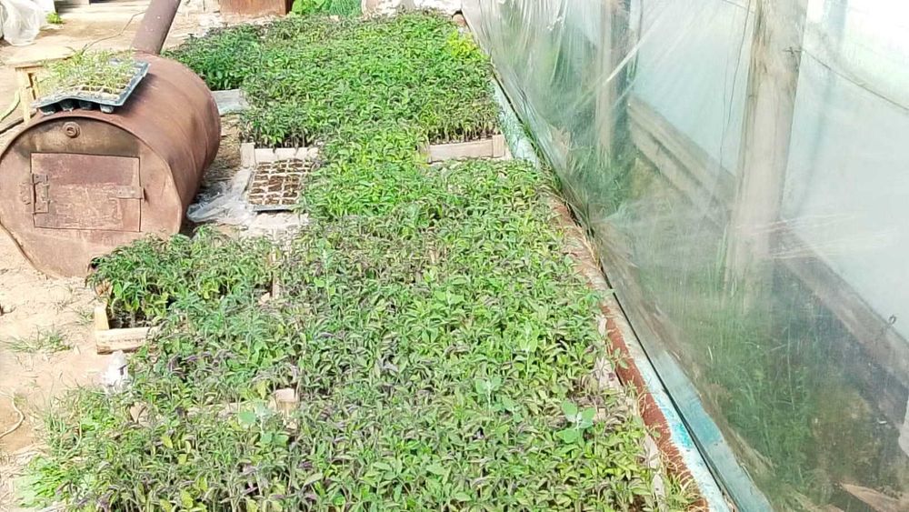 Рассада помидора