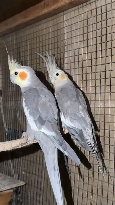Продам пару корелл