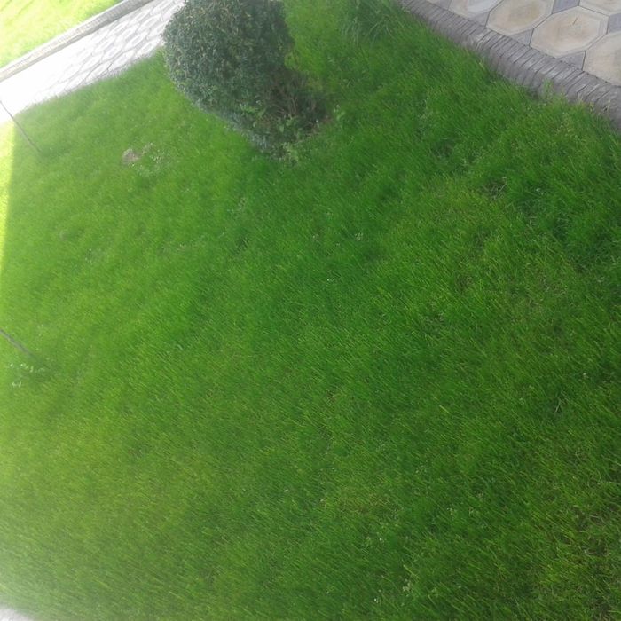 Газон- автополив, полив газон посатка .