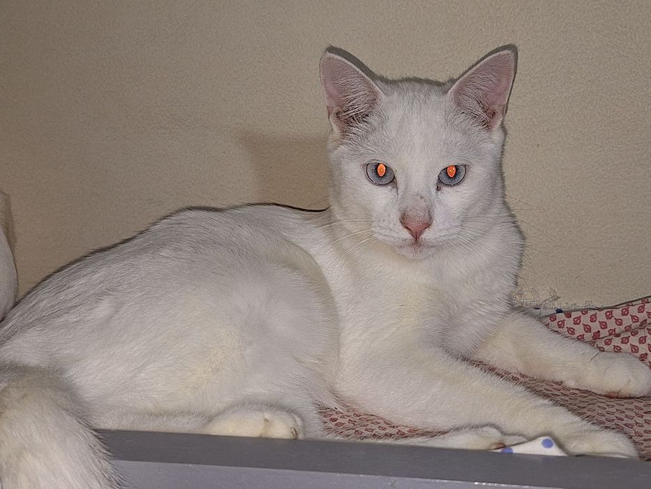 Возьми малыша из приюта