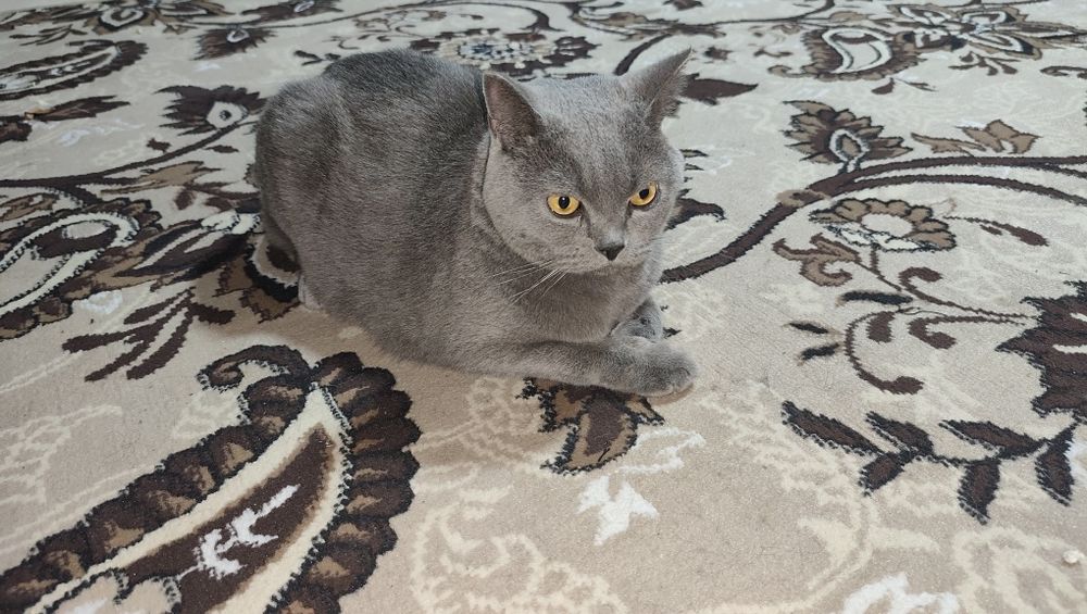 Skotsh Fold
YOSHSKOTSH FOLDI: 1 yosh
Aqlli pokiza latokni biladi