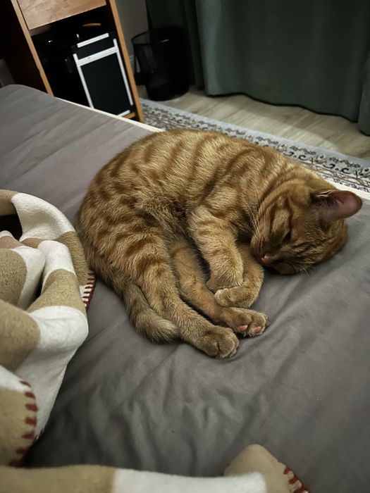Котик 4 месяцев в добрые руки