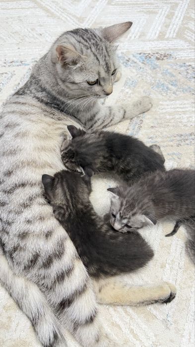 Продаются котята