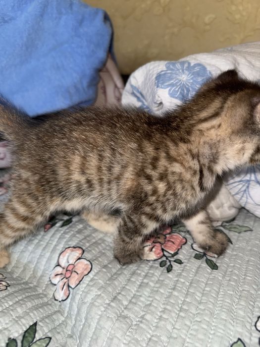 Милая девочка кошечка
