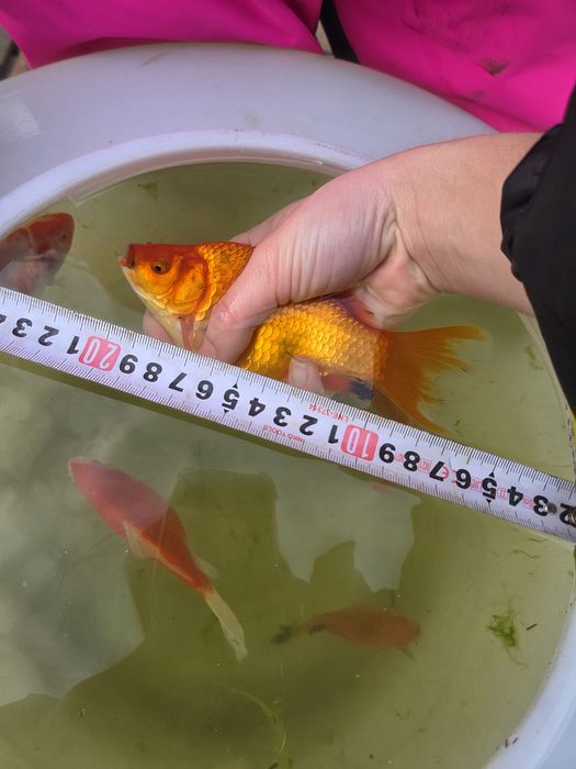 Продавам езерни златни рибки!!!