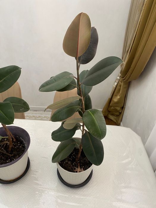 Домашние цветы